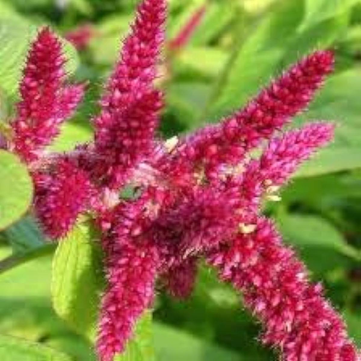 Love Lies Bleeding Amaranthus caudatus Seeds for Planting in Flower Bed