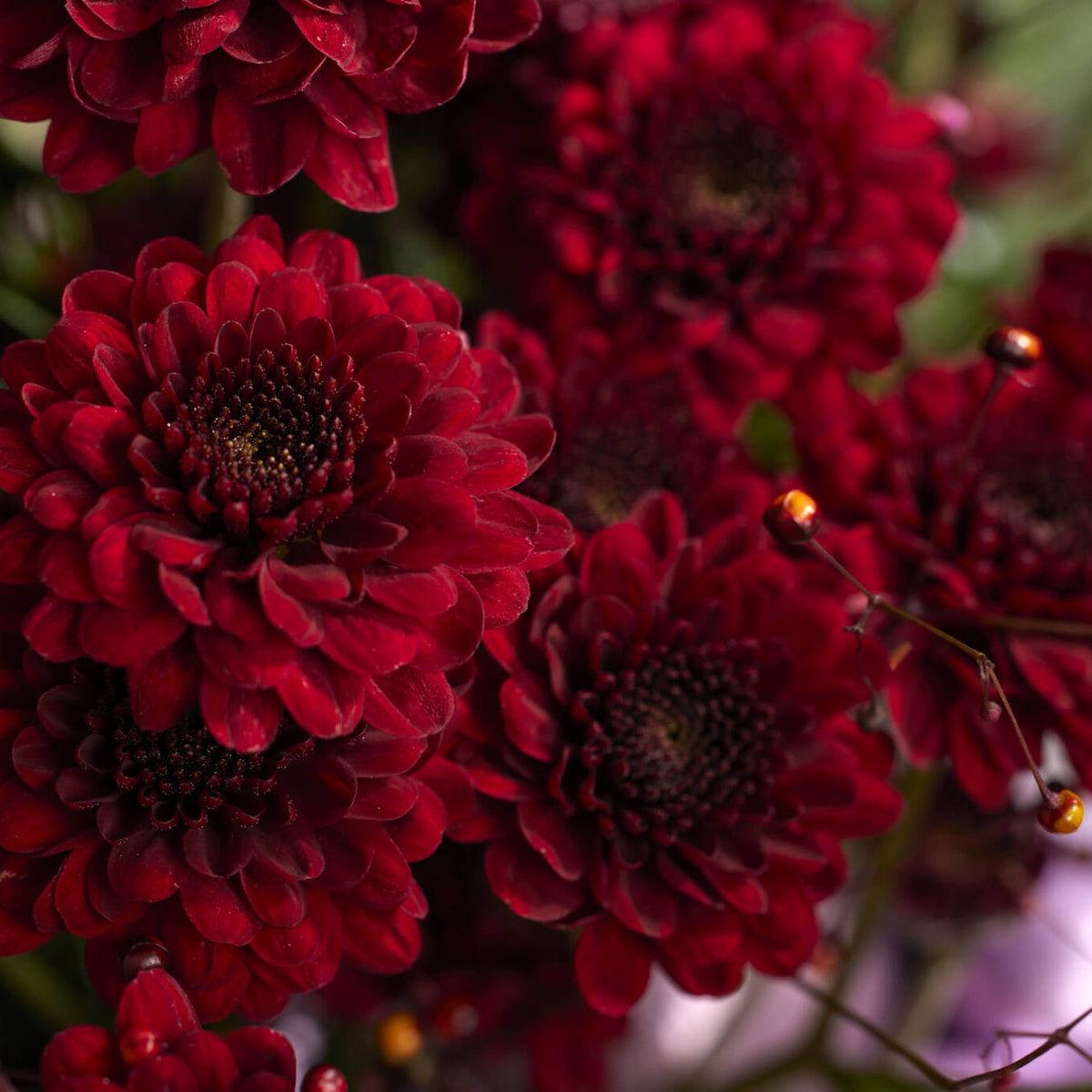 Maroon Red Chrysanthemum Flower seeds for Planting - Wildflower Mix, Heirloom & GMO Free Seeds for Home Garden