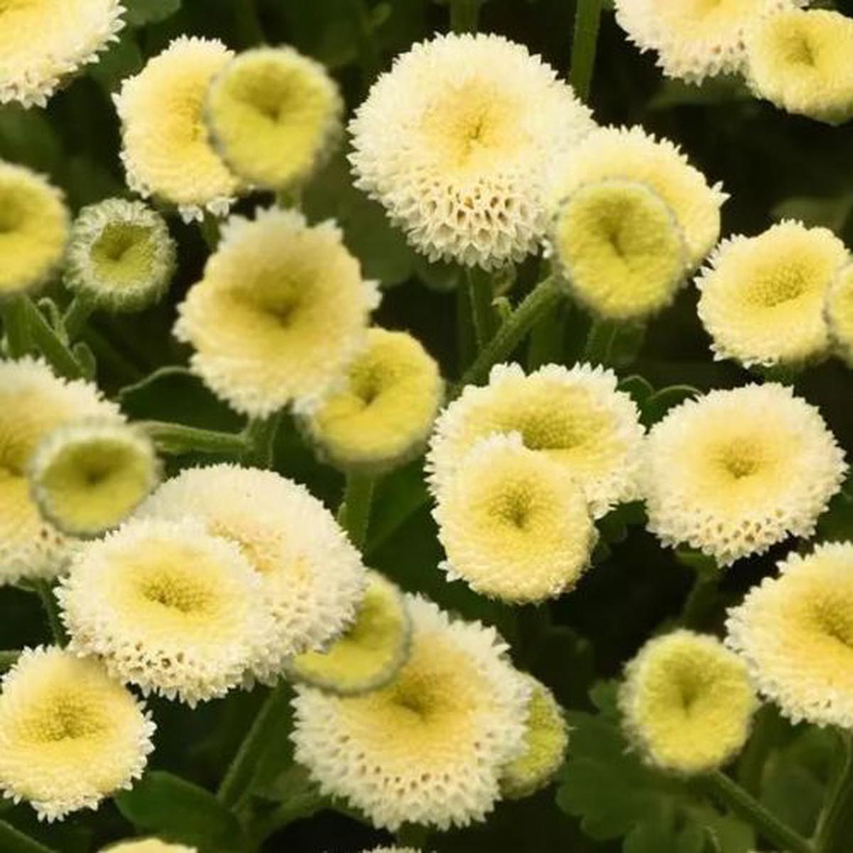 Matricaria Vegmo Snowball Imported Pelleted  Heirloom, Non-GMO, High Germination Organic Garden Seeds