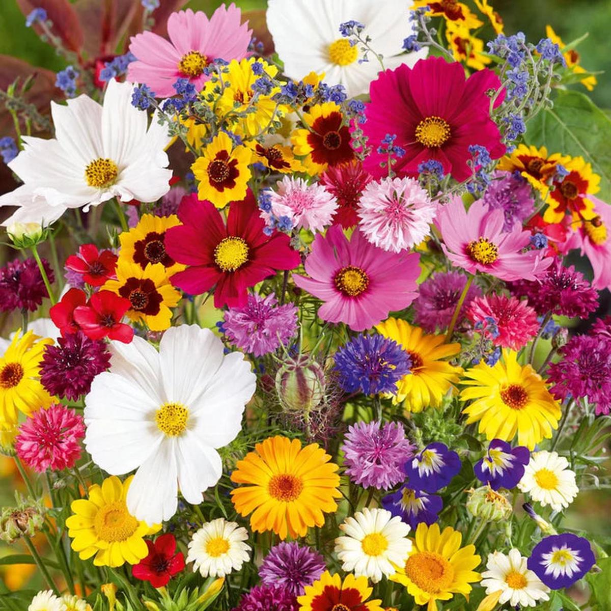 Micrantha Flower seeds for Planting - Colorful Display, Heirloom & GMO Free Seeds for Home Garden