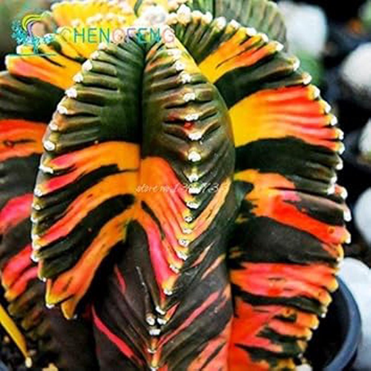 Mixed Aztekium Valdezii Flower Seeds for Planting - 100 pcs