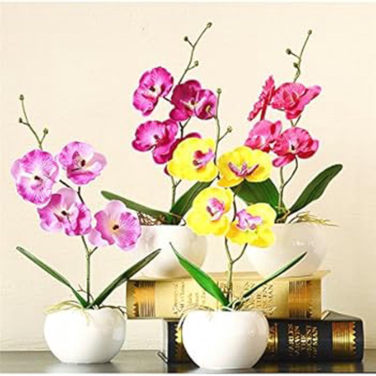 Mixed Doritaenopsis Orchid Flower seeds for Planting - Drought Tolerant, Heirloom & GMO Free Seeds for Home Garden