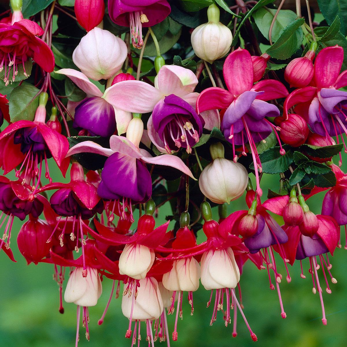 Mixed Fuchsia Flower Seeds for Planting  Perfect for Borders, Heirloom, Non-GMO, High Germination Organic Garden Seeds