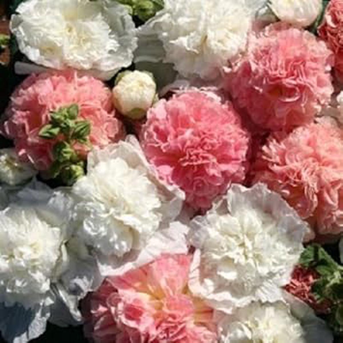 Mixed Hollyhock Double Flower Seeds for Planting  Perfect for Borders, Heirloom, Non-GMO Seeds for Home Garden