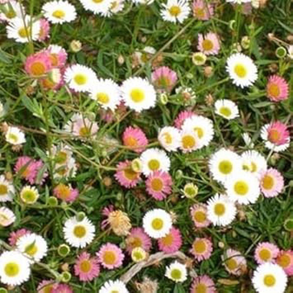 Mixed Karvinskianus Flower Seeds for Planting  Vibrant Daisy-Like Blooms