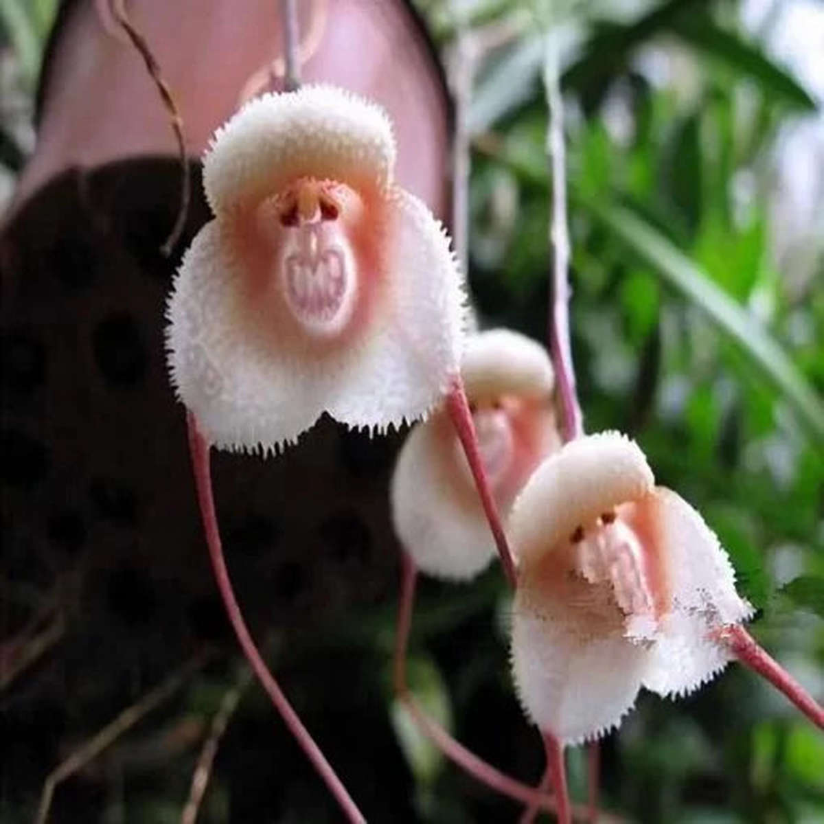 Monkey Face Orchid Seeds | Rare Expressive Orchid Variety  Heirloom, Non-GMO, High Germination Organic Garden Seeds