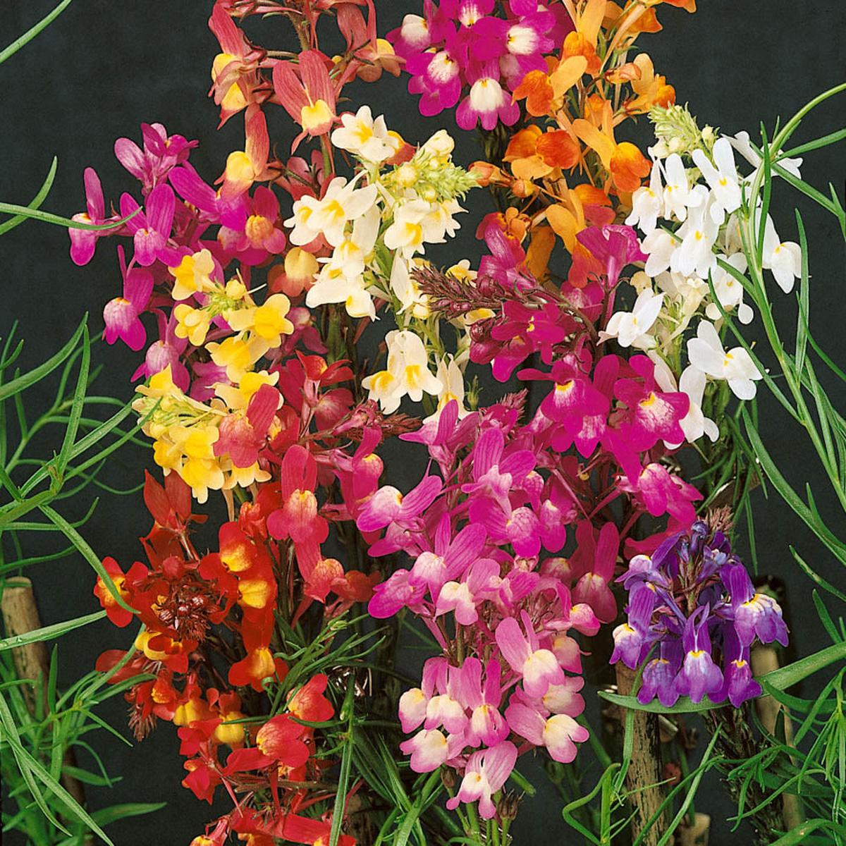 Moroccan Toadflax Flower Seeds for Planting  Heirloom, Non-GMO, Easy to Grow, Drought-Tolerant