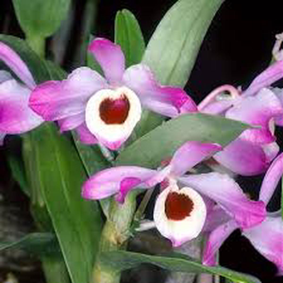 Multi-Colored Dendrobium Flower Seeds for Planting  Low Maintenance, Heirloom, Non-GMO, High Germination Organic Garden Seeds