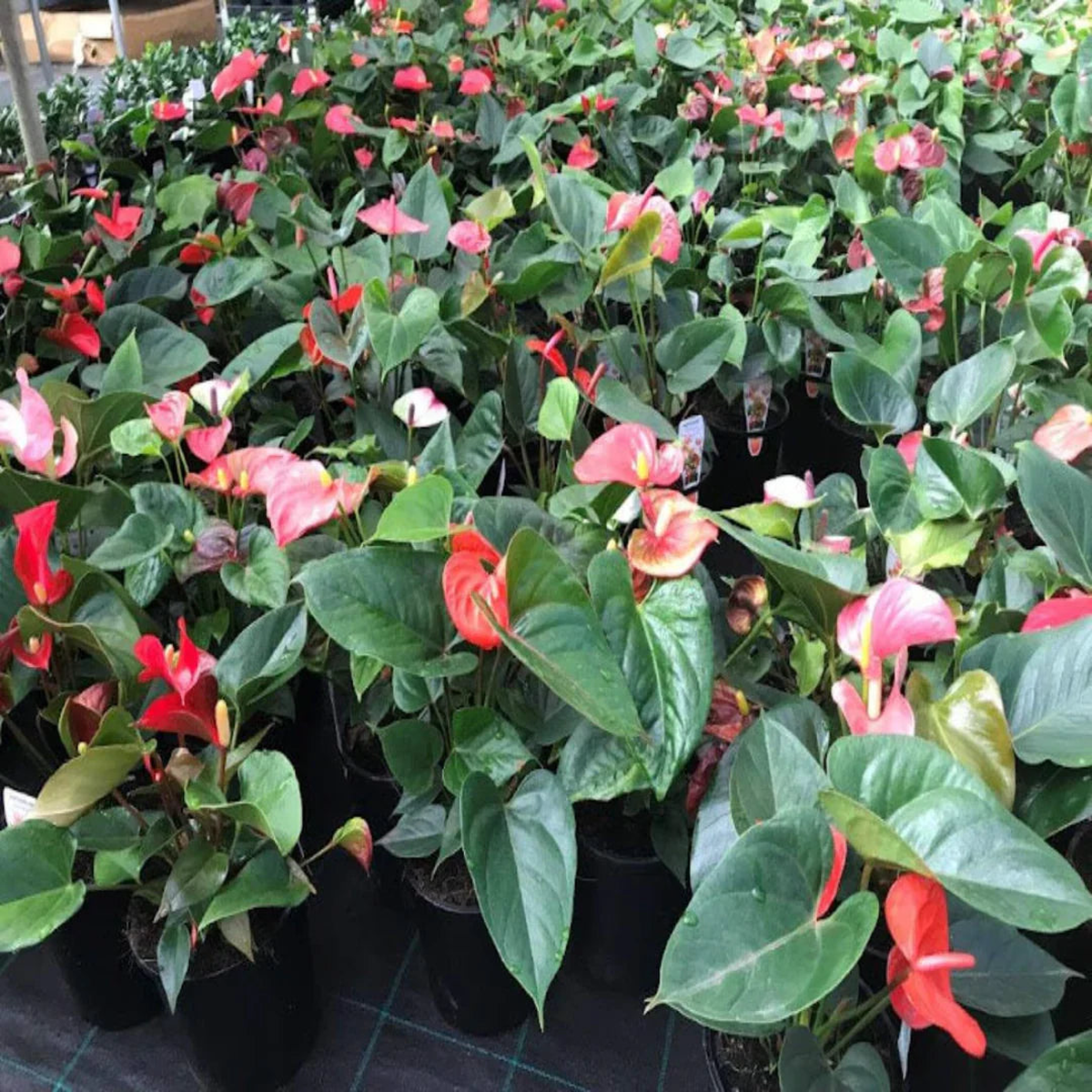Multi-Colour Anthurium Flower Seeds for Planting  Heirloom, Non-GMO, Low-Maintenance High Germination Garden Seeds