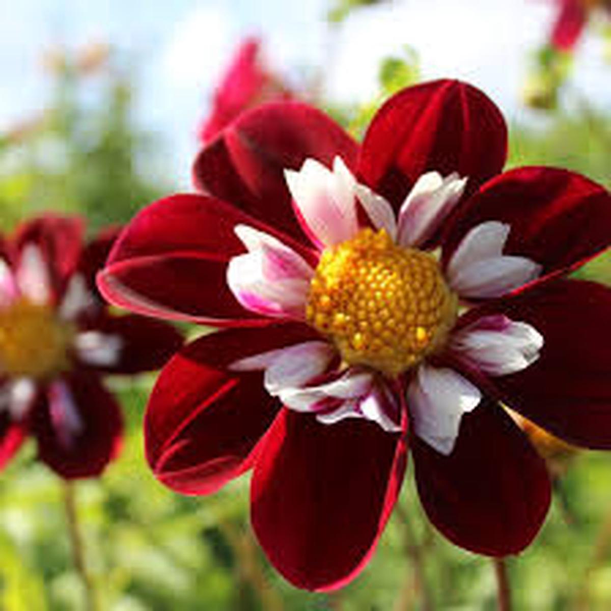 Night Butterfly Dahlia Flower Seeds for Planting | Heirloom Non-GMO Organic Garden Seeds