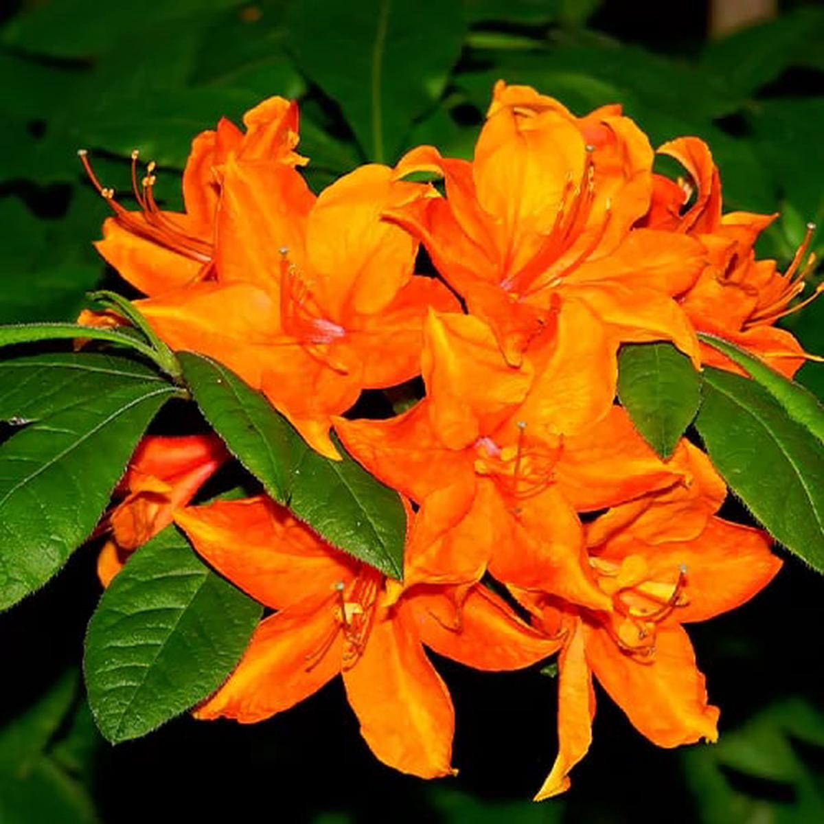 Orange Azalea Flower Seeds for Planting  Heirloom, Non-GMO, High Germination Organic Garden Seeds