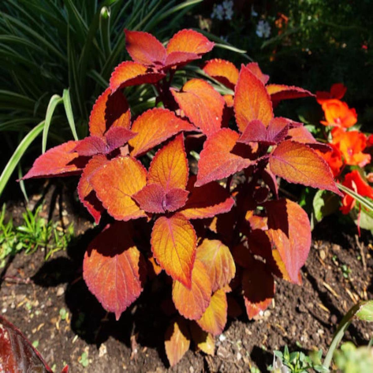 Orange Coleus Plant Seeds for Planting  Heirloom, Non-GMO, High Germination Organic Garden Seeds