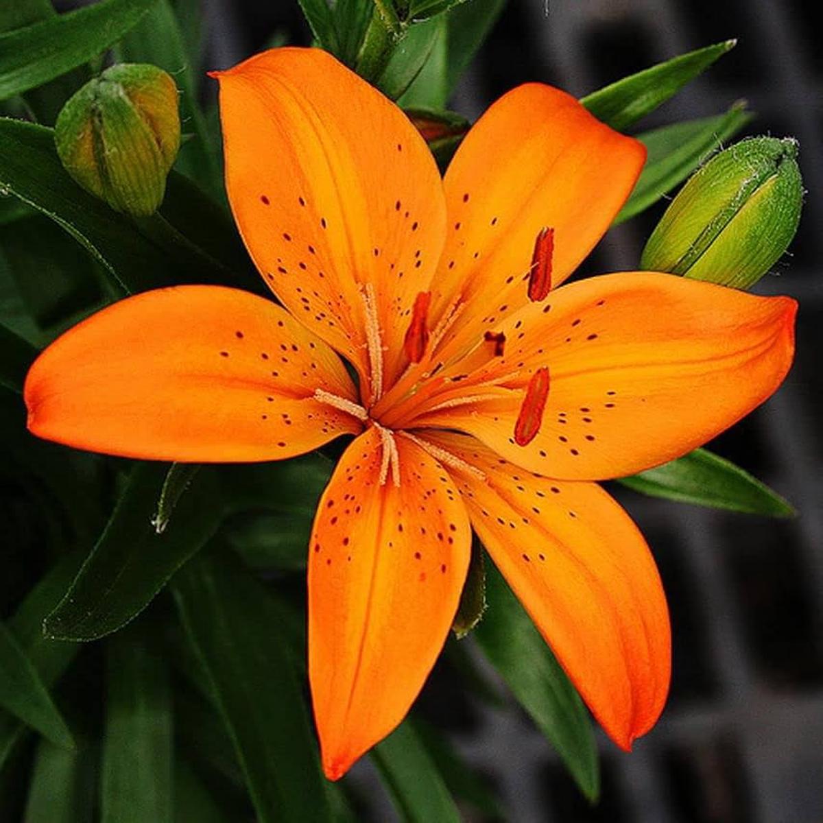 Orange Lilium Flower Seeds for Planting Fragrant Blossoms, Heirloom, Non-GMO, High Germination Organic Garden Seeds