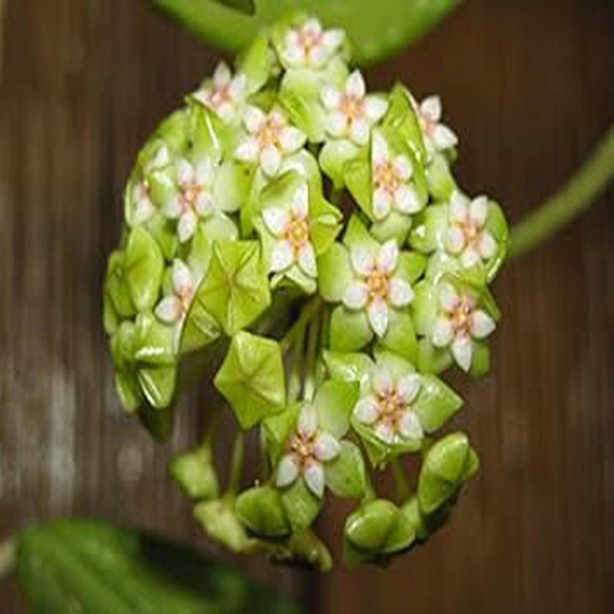 Organic Green White Hoya Flower Seeds for Planting  Heirloom, Non-GMO, High Germination Garden Seeds