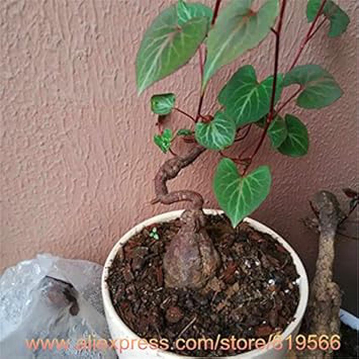 Organic Heirloom Non-GMO Green Tuber Fleeceflower Seeds for Planting  Garden Blooms