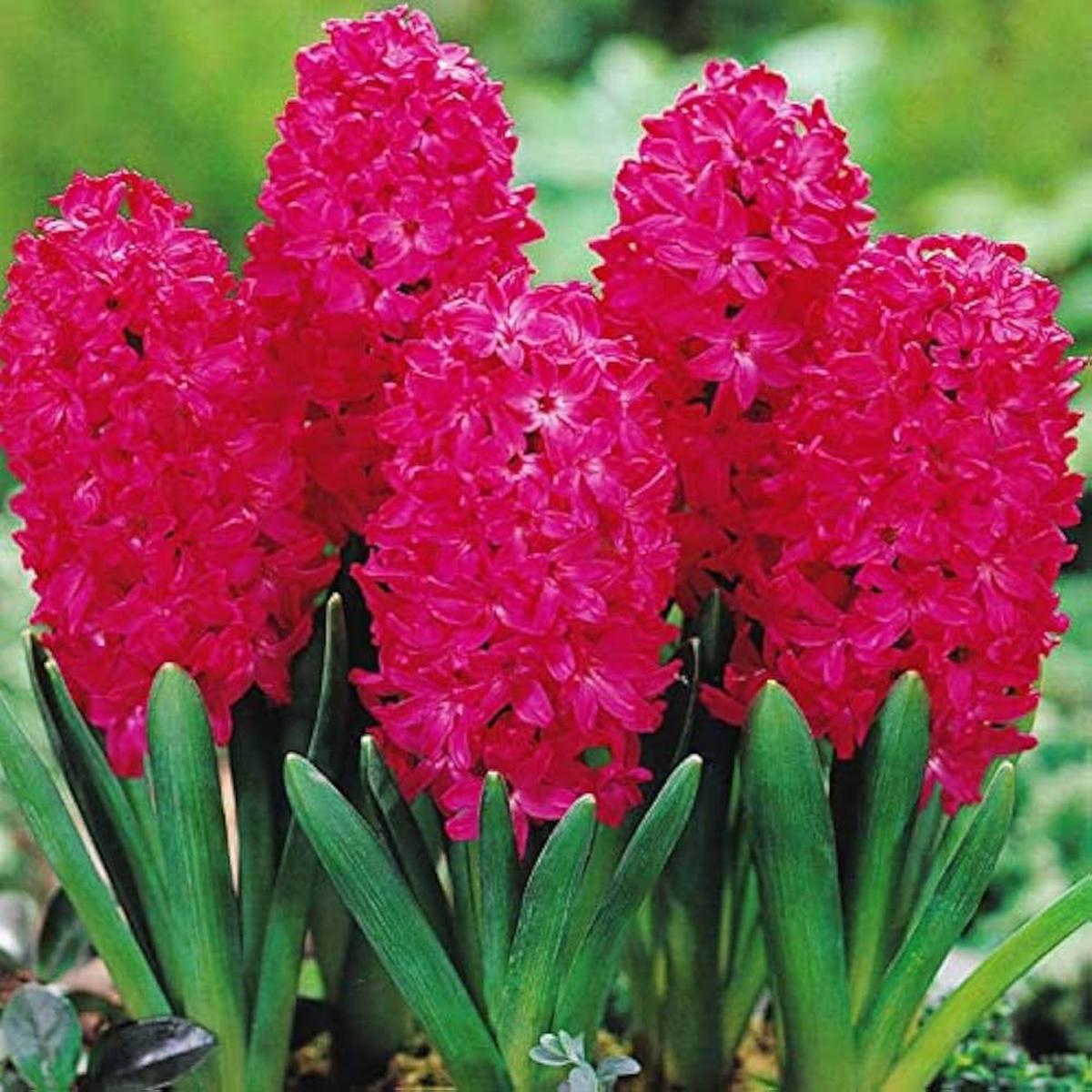 Organic Heirloom Red Hyacinth Flower Seeds for Planting  Non-GMO, High Germination Fragrant Organic Garden Seeds for Spring Blooms