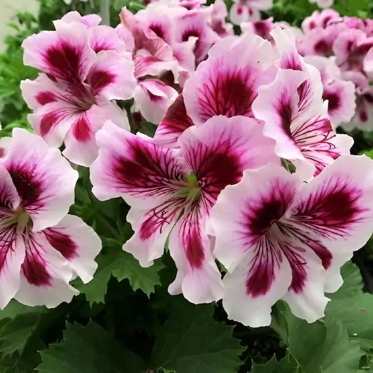 Organic Purple White Geranium Flower Seeds for Planting  Heirloom, Non-GMO