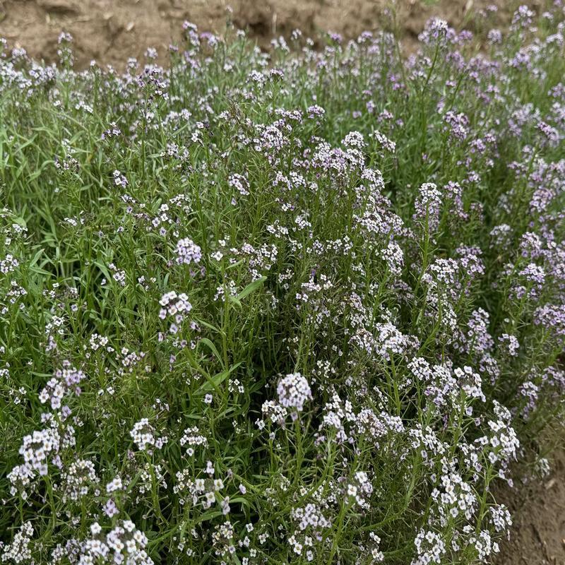 Organic Sweet Alyssum, Purple, Royal Carpet Seeds