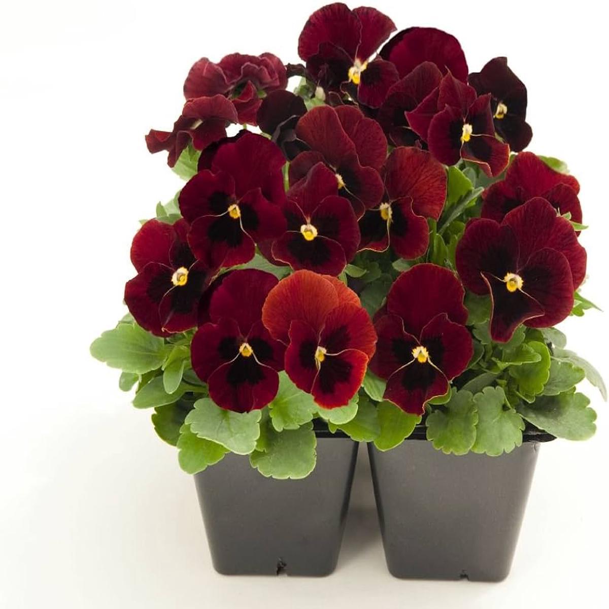 Pansy Semi Delta Pure Rose Flower Seeds
