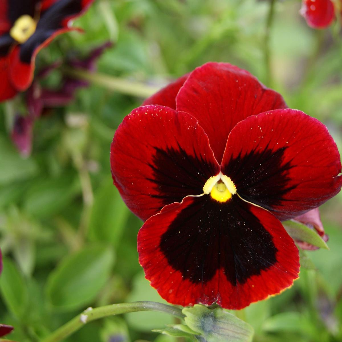 Pansy Viola x wittrockiana Alpenglow Seeds for Planting flower bed balcony garden