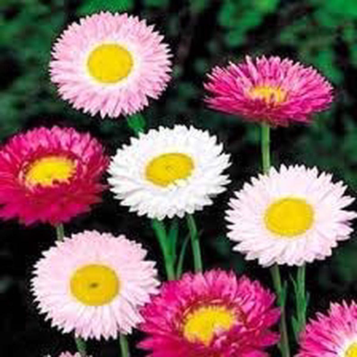 Paper Acroclinium Flower seeds for Planting - Sun Loving, Heirloom & GMO Free Seeds for Home Garden