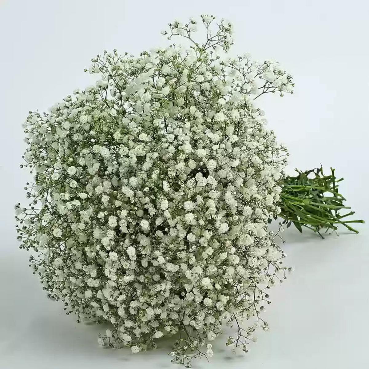 Peach Gypsophila Flower Seeds for Planting  NON GMO Seeds