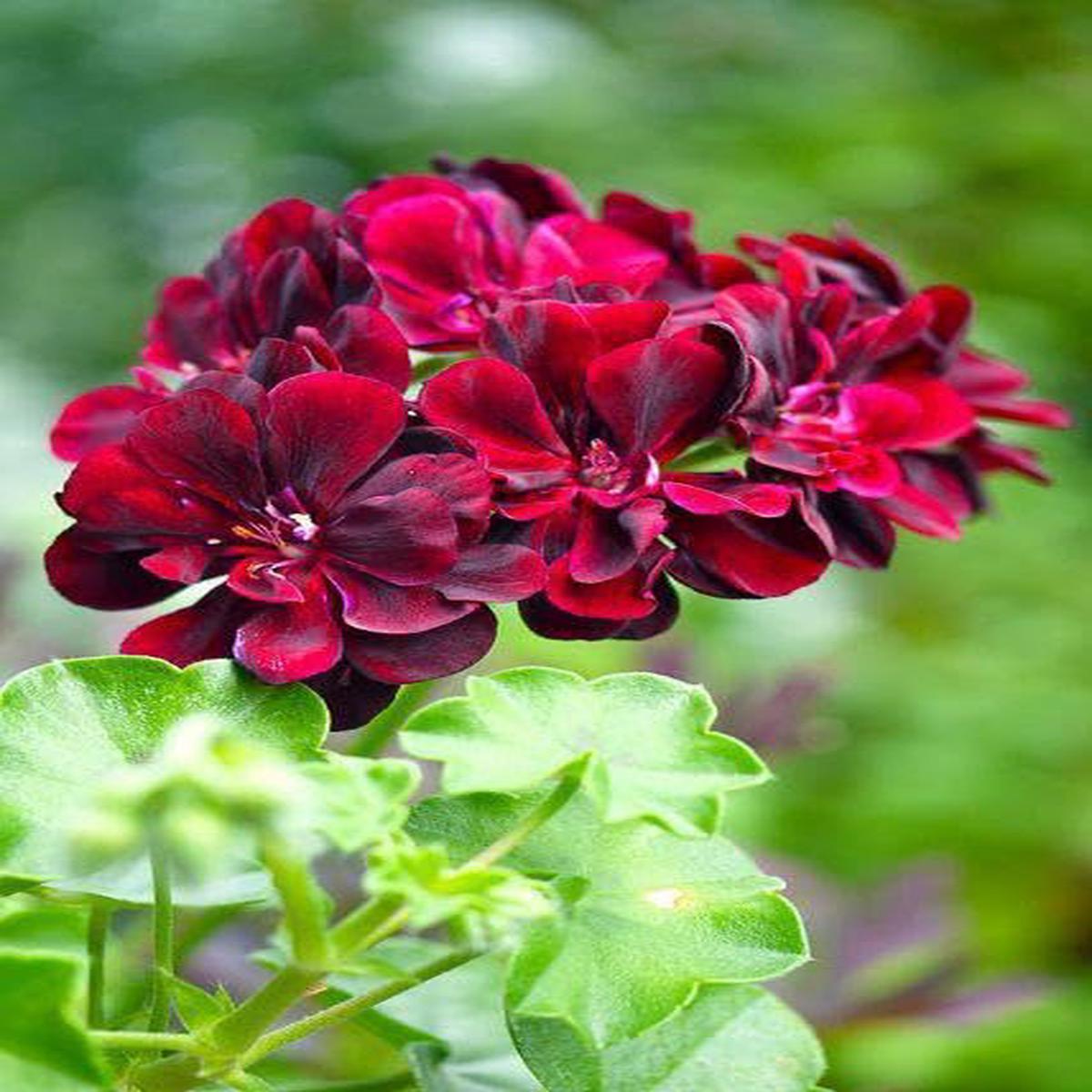 Pelargonium Flower Seeds for Planting Maroon Perfect for Borders, Heirloom, Non-GMO, High Germination Organic Garden Seeds