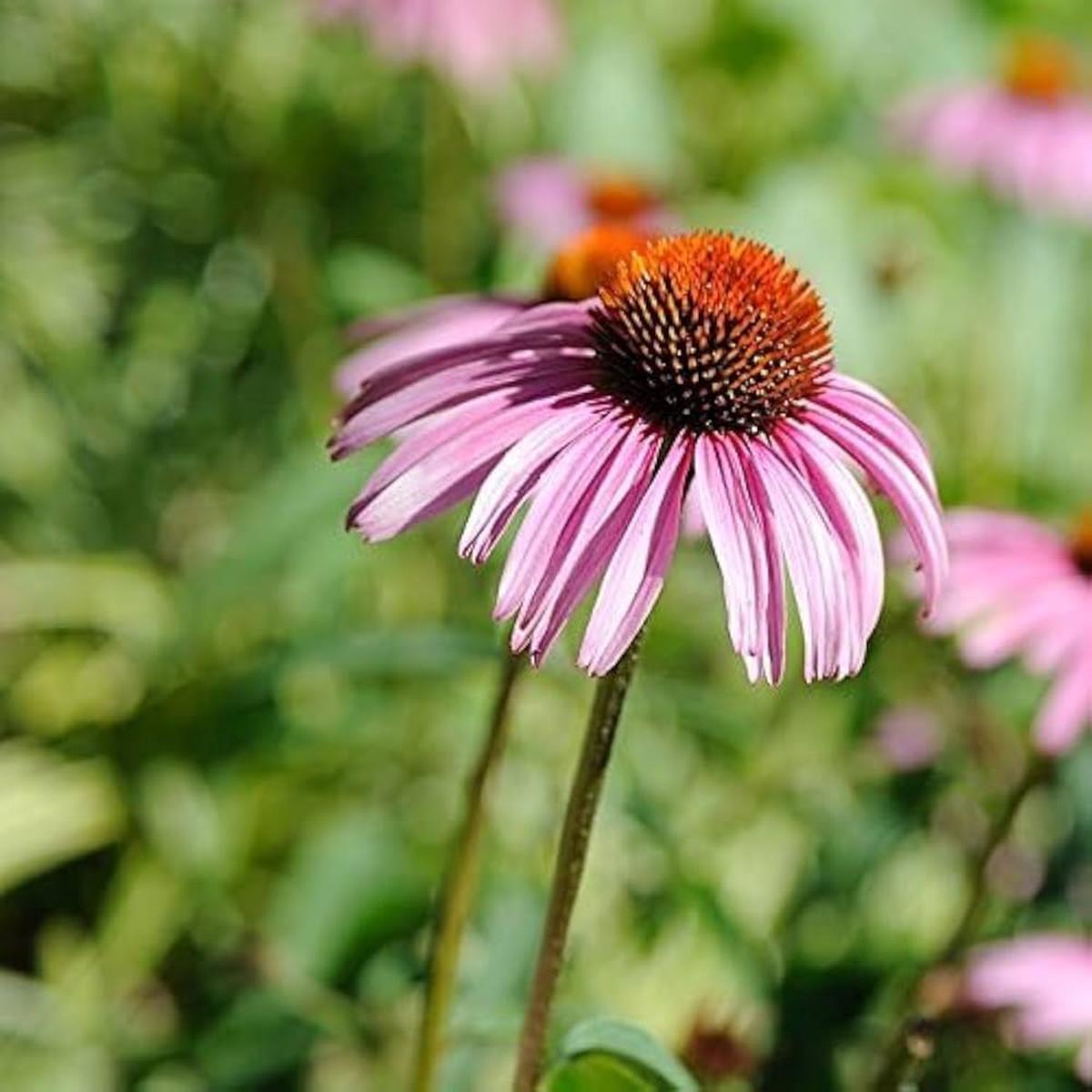 Perennial Coneflower Seeds for Planting  Heirloom, Non-GMO, Easy to Grow, Pollinator-Friendly