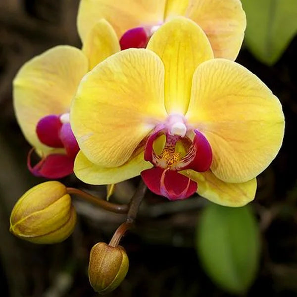 Phalaenopsis Orchid Flower Seeds for Planting Heirloom, Non-GMO, High Germination Organic Garden Seeds