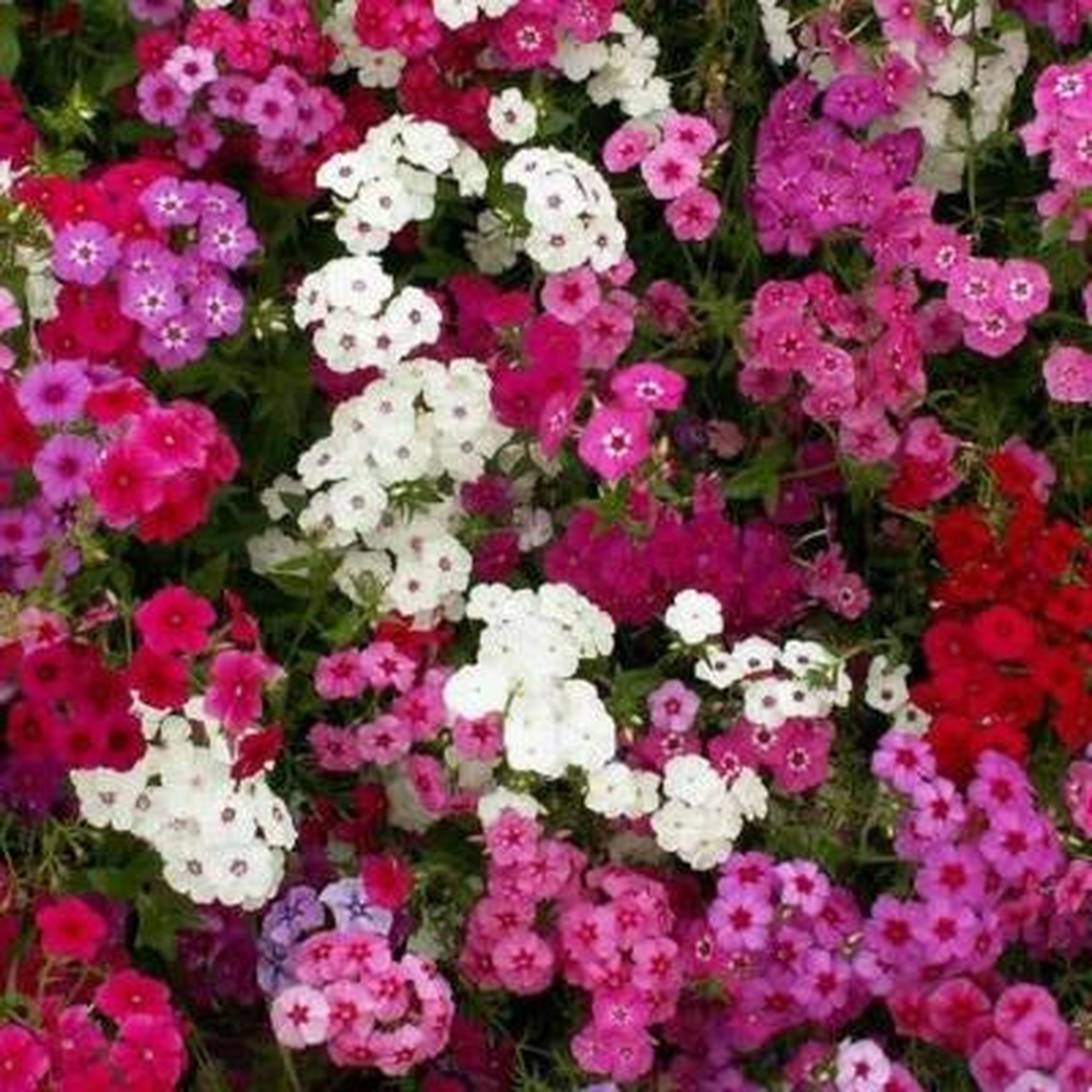 Phlox TALL MIX Pink White Red Flowers Spring Heirloom Pure Non-GMO