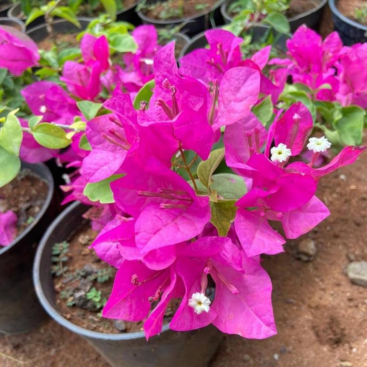 Pink Bougainvillea Flower Seeds for Planting  Heirloom Non-GMO, High Germination Organic Garden Seeds