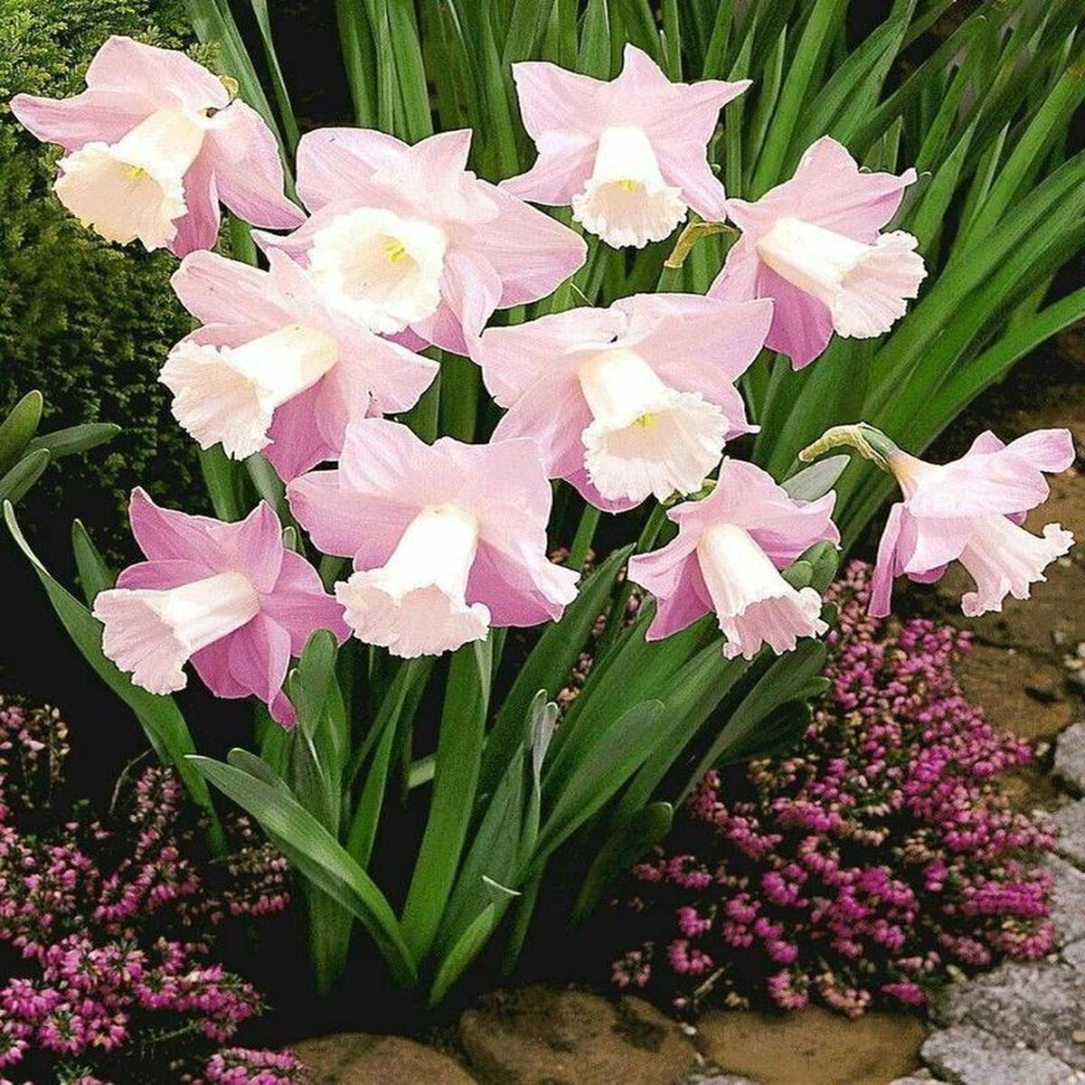Pink Daffodil Flower Seeds for Planting Heirloom, Non-GMO, High Germination Organic Garden Seeds