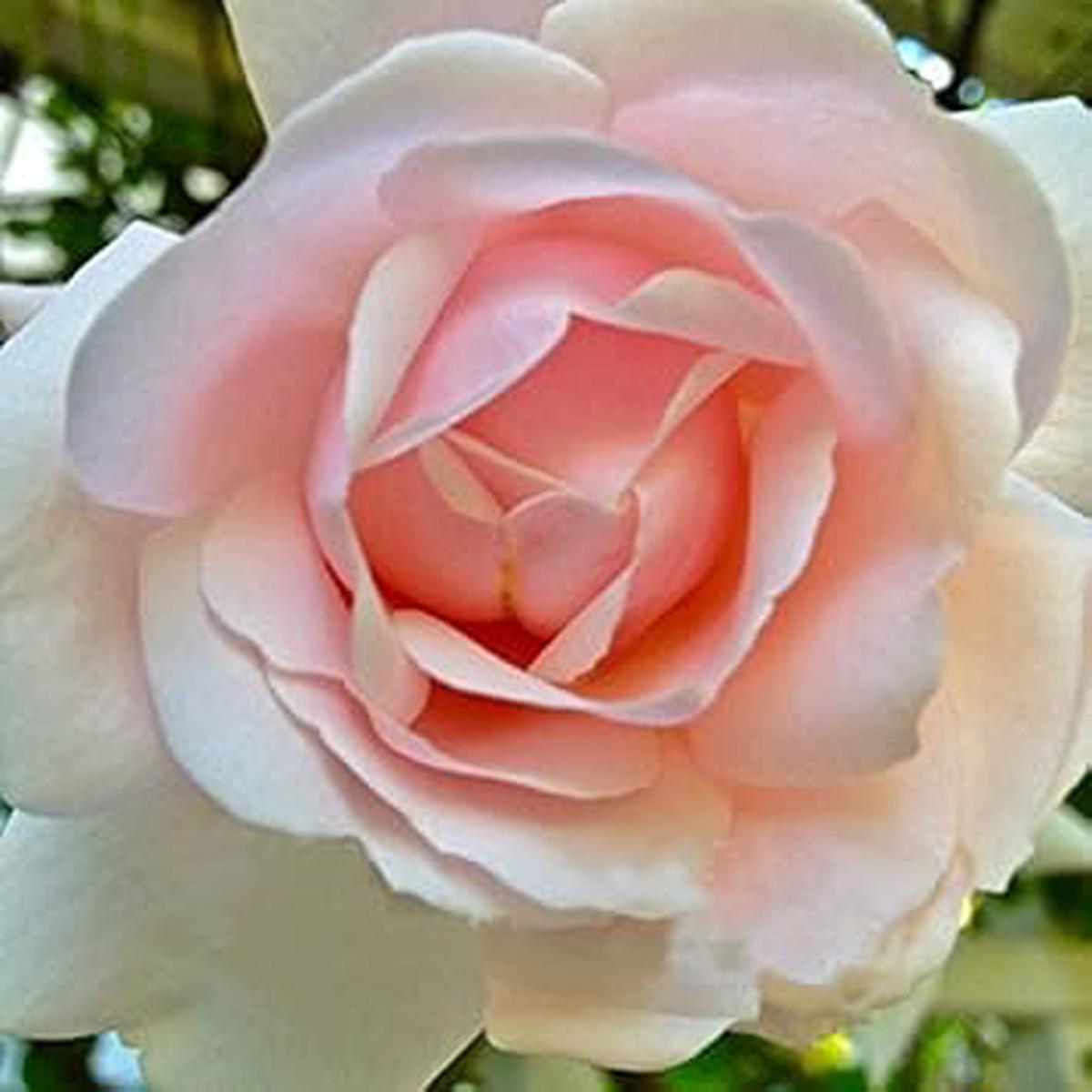 Pink Dawn Rose Flower Seeds for Planting Heirloom, Non-GMO, High Germination Garden Seeds