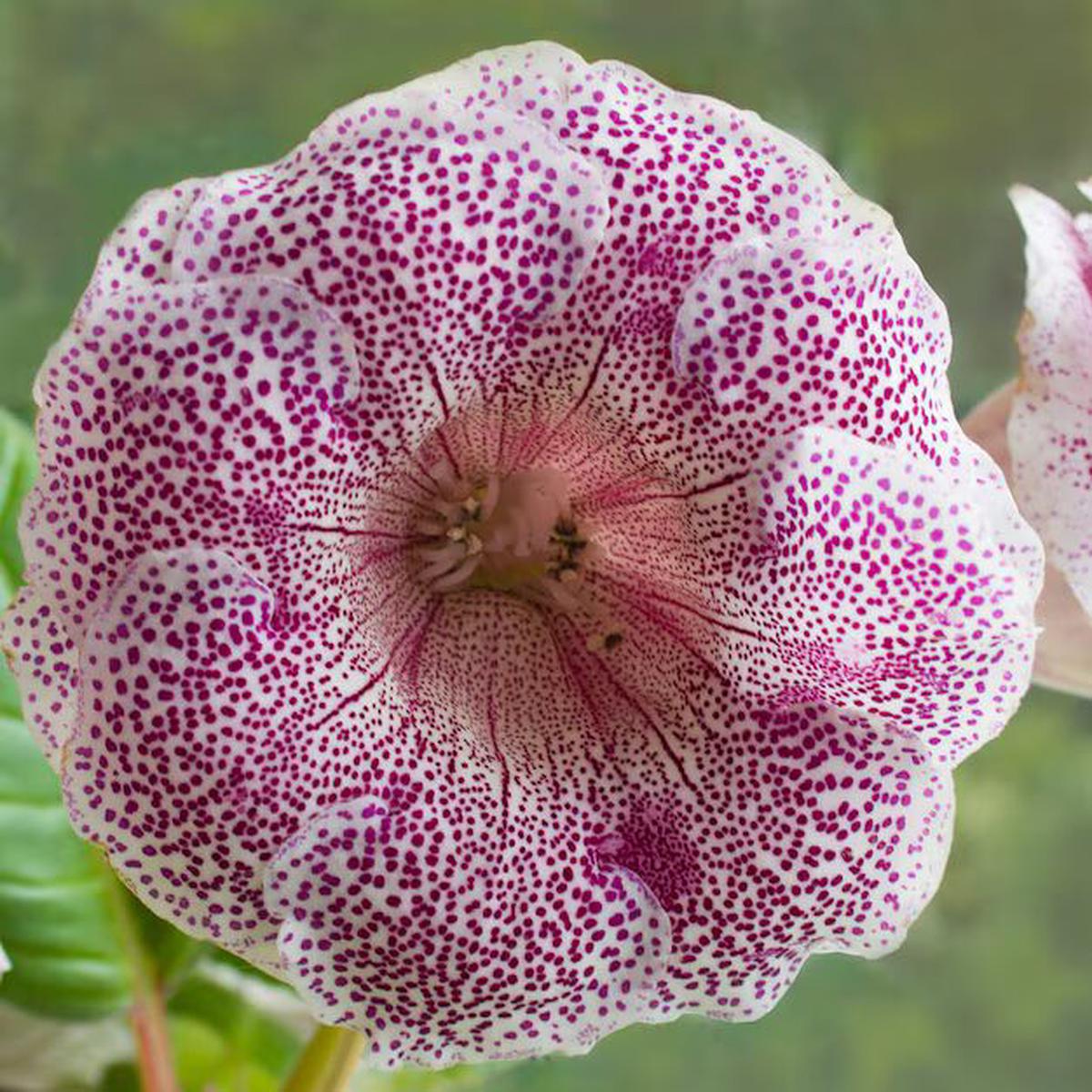Pink Gloxinia Sinningia Flower Seeds for Planting  Heirloom, Non-GMO, High Germination, Organic Garden Seeds