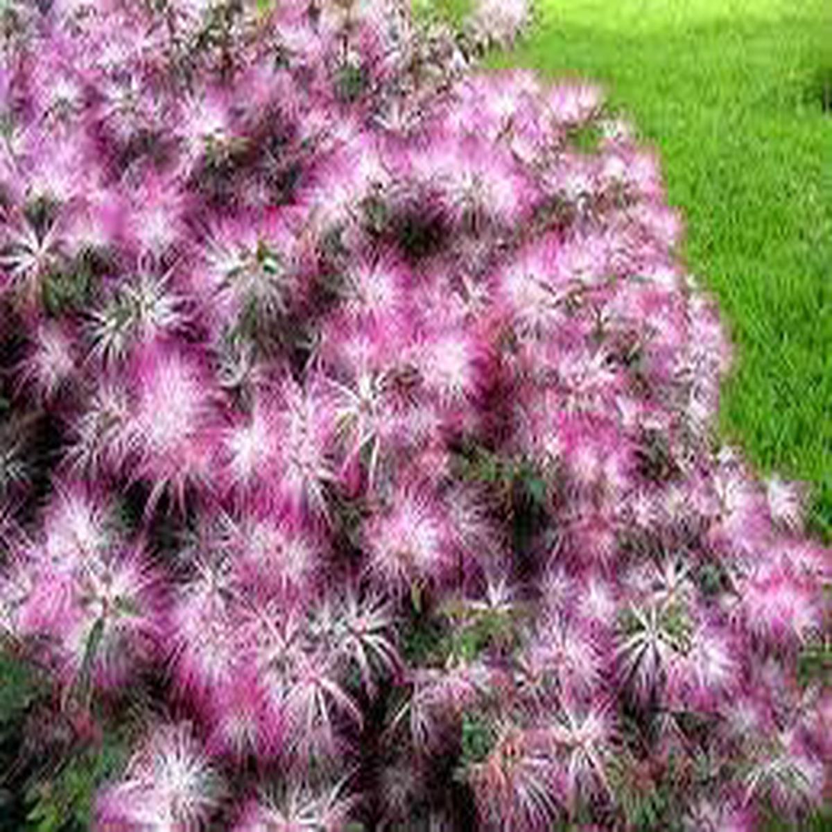 Pink Mix Acacia Perennial Seeds for Planting  Heirloom, Non-GMO, High Germination Organic Garden Seeds