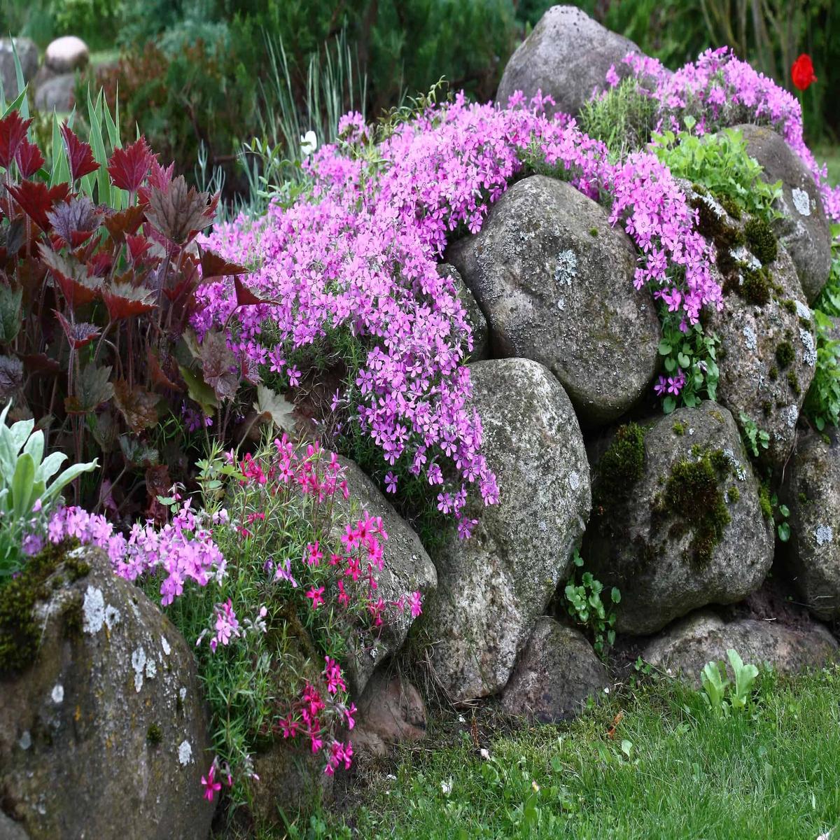 Pink Rock Cress Flower Seeds for Planting - Heirloom, Non-GMO, High Germination Organic Garden Seeds