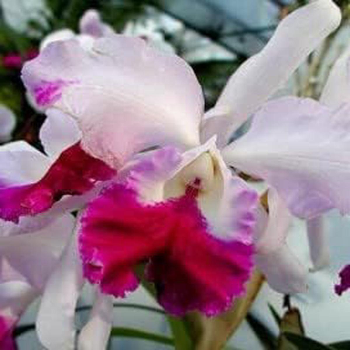 Pink White Cattleya Hybrida Flower Seeds for Planting Perfect for Borders, Heirloom, Non-GMO Seeds for Home Garden