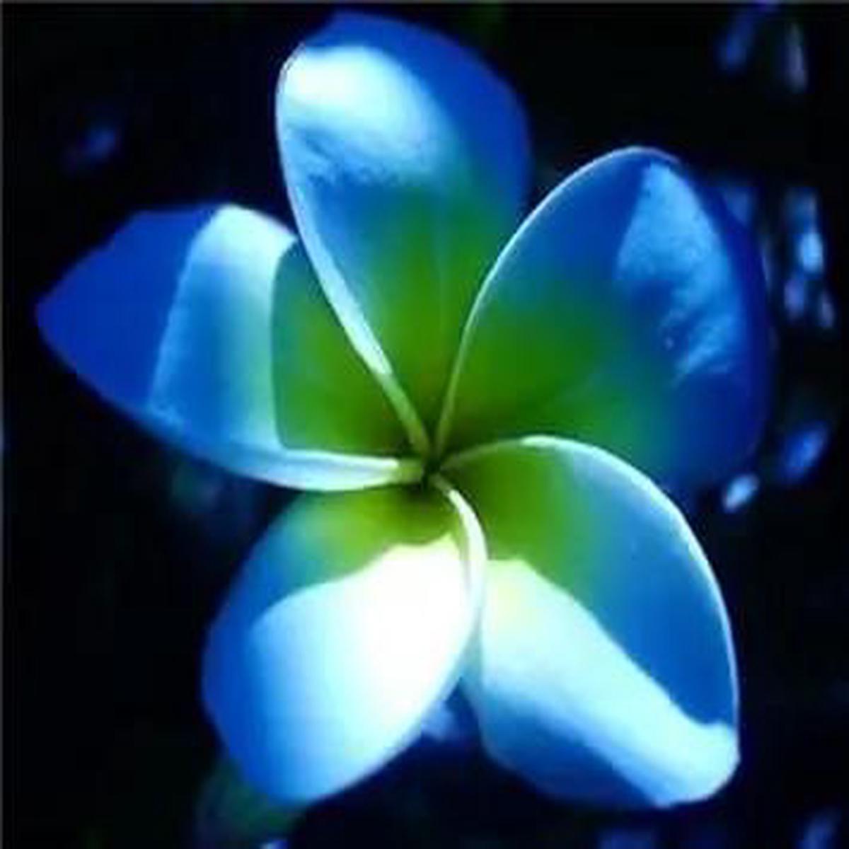 Plumeria Flower Seeds for Garden Planting - NON GMO Seeds