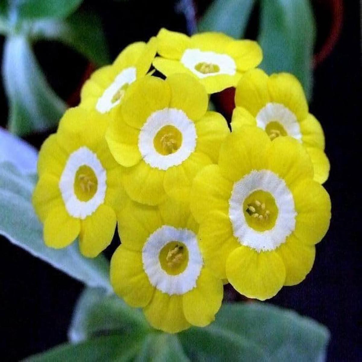 Primrose Primula spp. Seeds for Planting - Great for Flower Bed & Home Garden