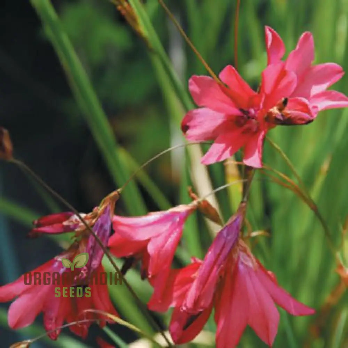 Pulcherrimum Flower Seeds for Planting NON GMO Seeds