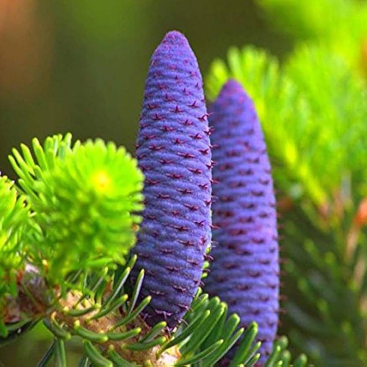 Purple Abies Flower Seeds for Planting  Heirloom, Non-GMO, High Germination Organic Garden Seeds