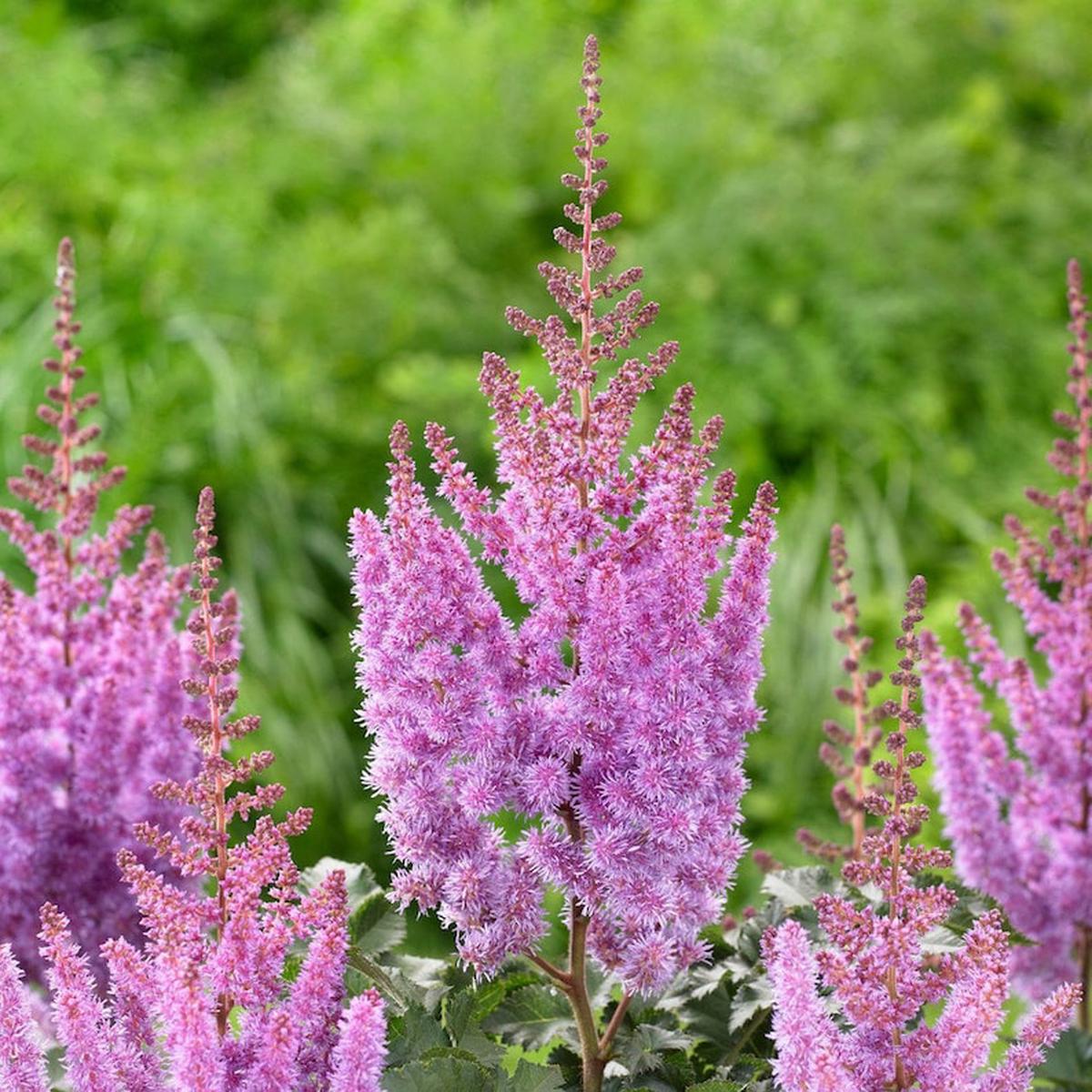 Purple Astilbe Flower Seeds  Heirloom Non-GMO for Garden Planting