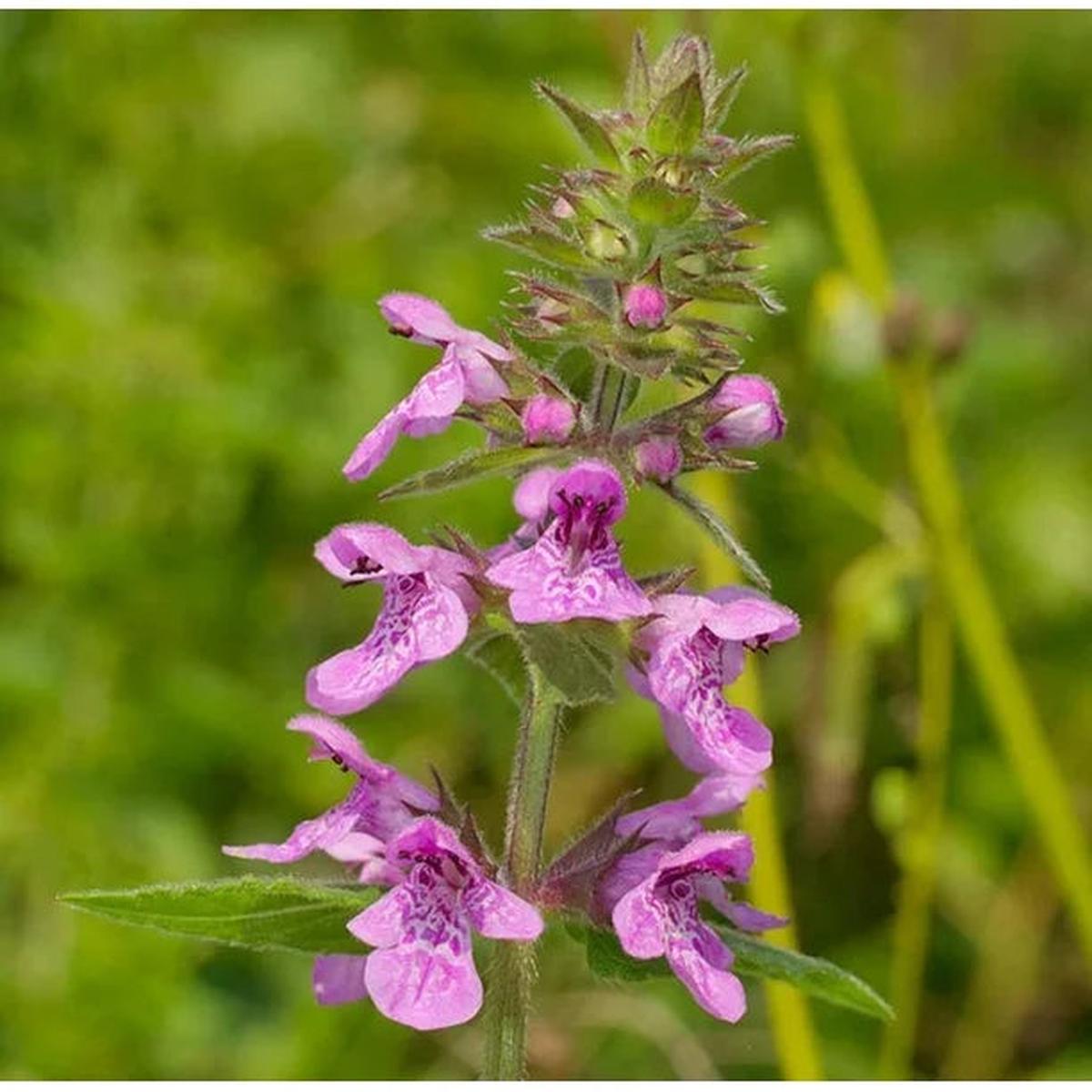 Purple Marsh Woundwort Flower seeds for Planting Seasonal Bloomer Heirloom & GMO Free Seeds for Home Garden Sale