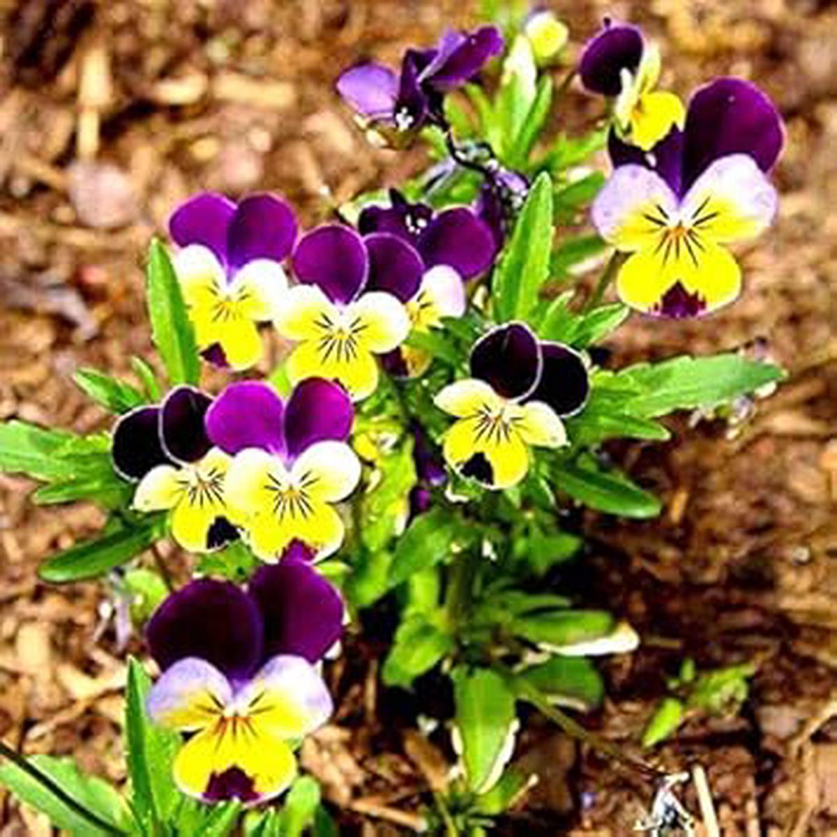 Purple Yellow Pansy Flower Seeds for Planting Non-GMO, Vibrant Garden Blooms, High Germination