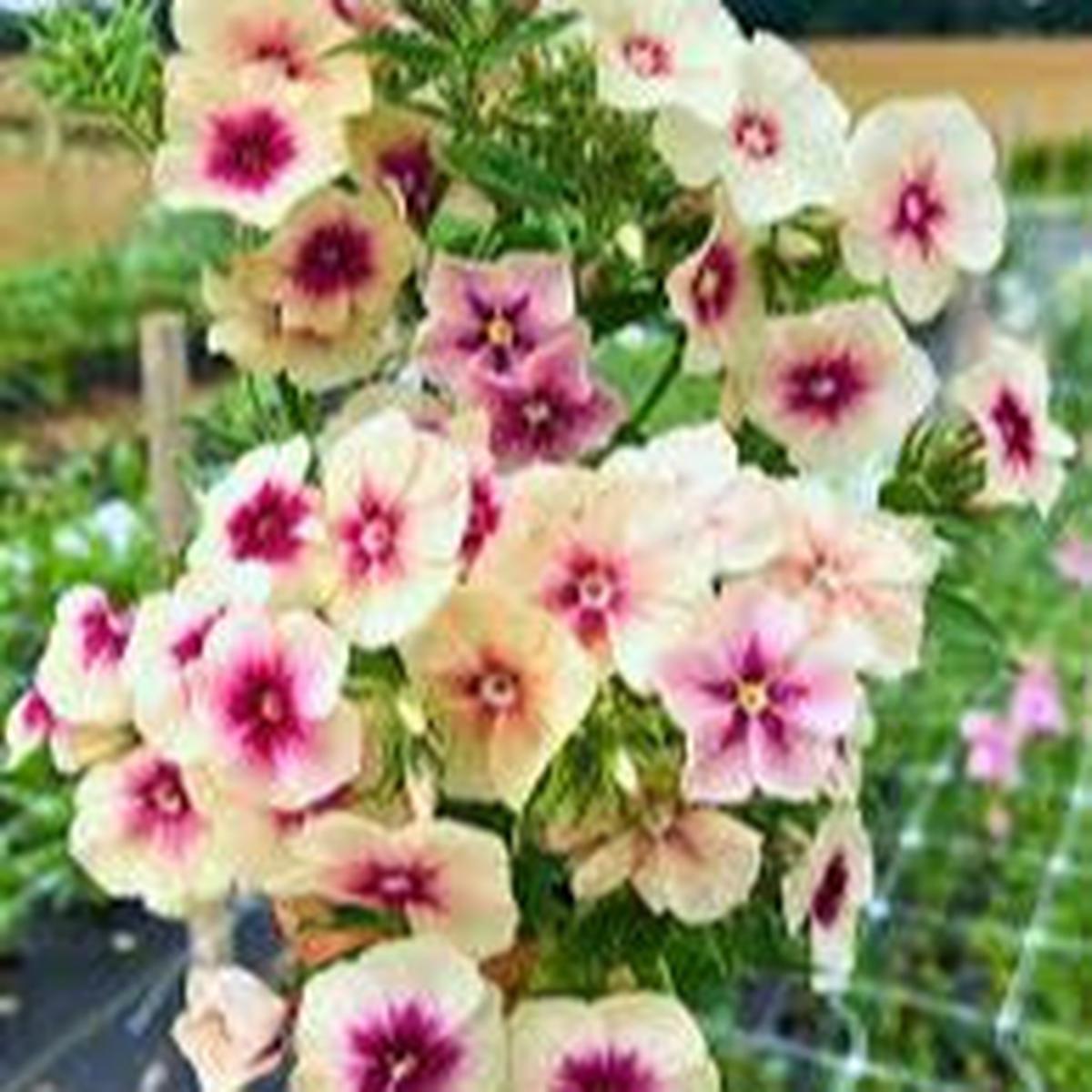 Rare Phlox Flower Seeds for Planting  Heirloom, Non-GMO, Easy to Grow, Perennial