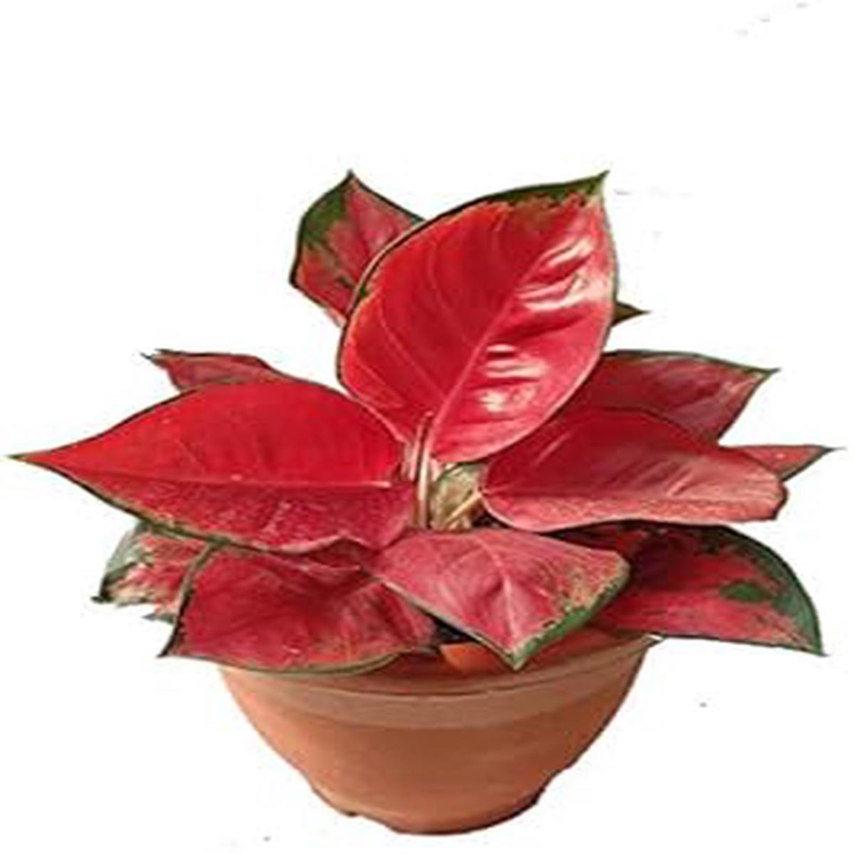 Red Aglaonema Plant Seeds for Planting -NON GMO Seeds