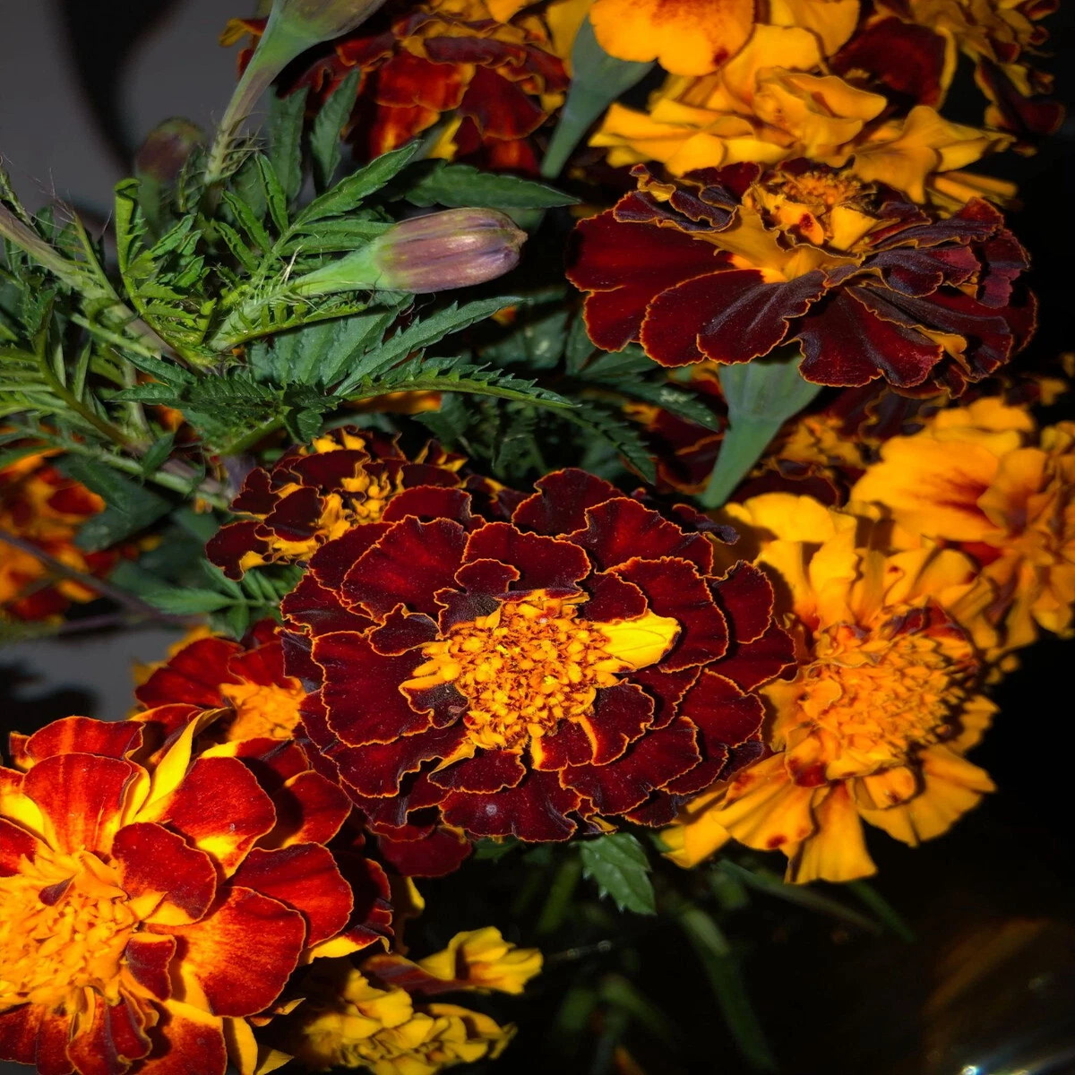 RED and ORANGE FRENCH MARIGOLD MIX SEEDS SHIPPING  Heirloom, Non-GMO, High Germination Organic Garden Seeds