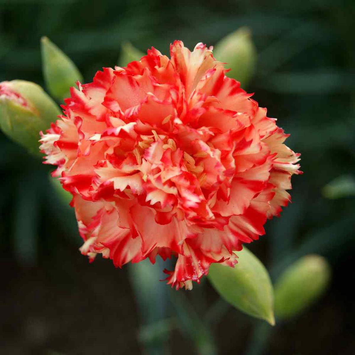 Red and White Carnation Chabaud Picotee Flowering Seeds For Planting