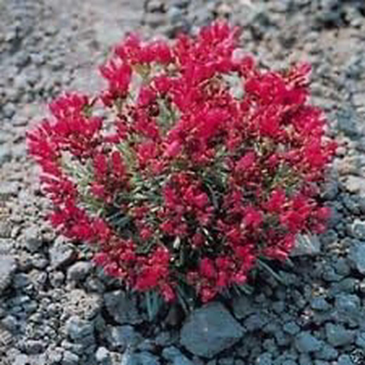 Red Calandrinia Seeds for Planting  Organic, Heirloom, Non-GMO Flower Seeds