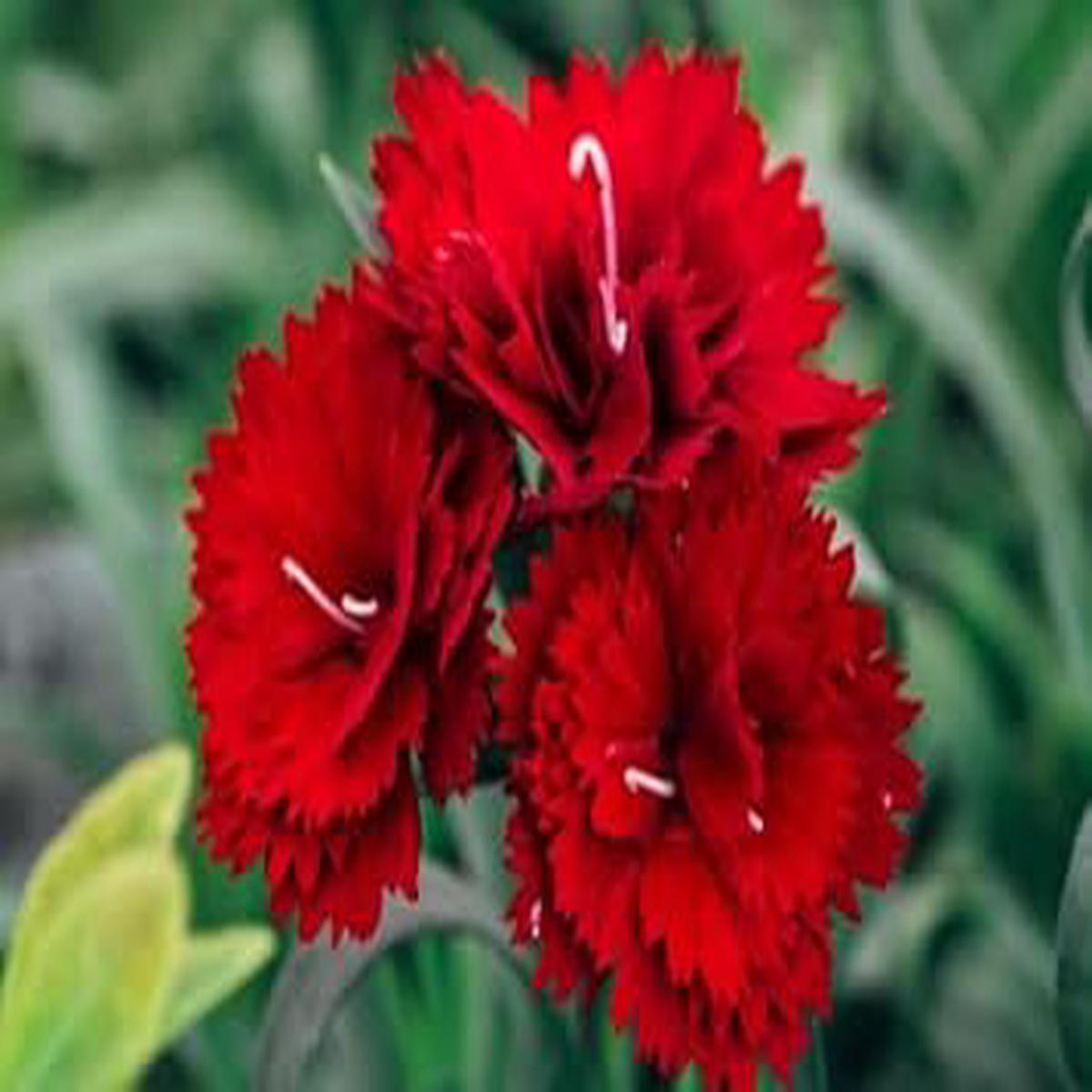 Red Gloxinia Flower Seeds Colorful Display Heirloom & GMO Free Seeds for Home Garden Sale